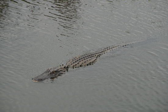 Aligator in den Everglades