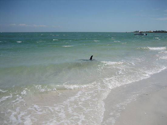 Nur ein Baumstamm und kein toter Delphin!