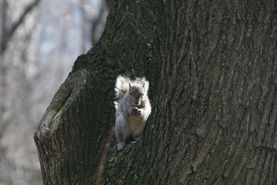 Central Park-Bewohner!