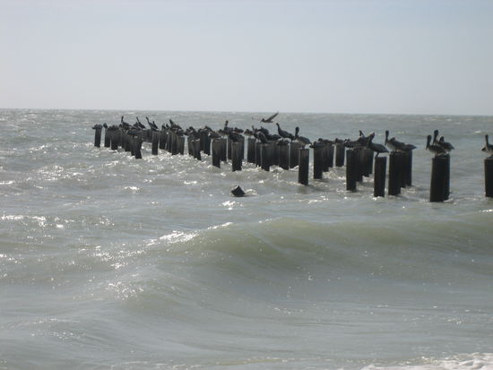 Laut Jan die meist fotografierten Pelikane in Naples