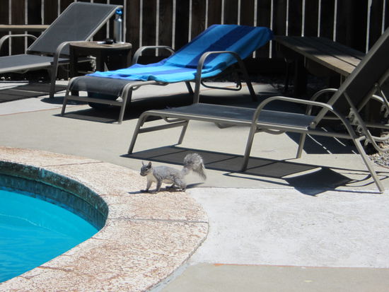 Besuch vom Eichhörnchen...