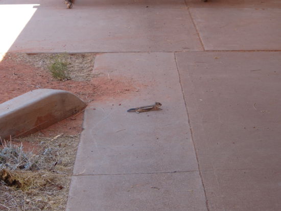 Streifenhörnchen auf der Suche nach Abkühlung...