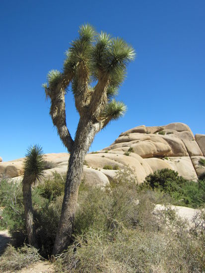 Joshua Tree - daher hat der Park seinen Namen