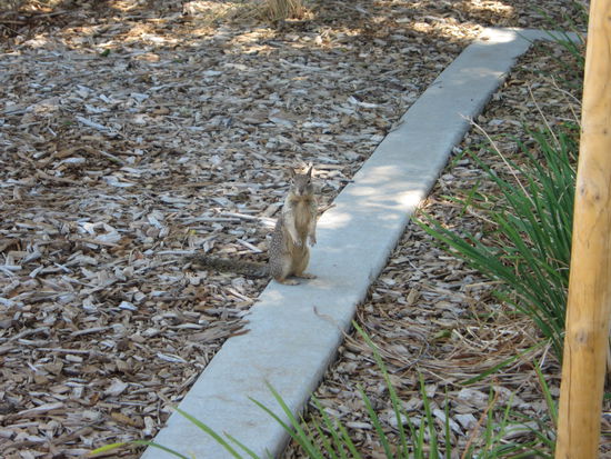 Der kleine Kerl hätte gerne was von unserem Picknick abbekommen...