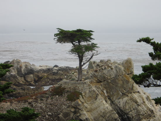 Einsame Zypresse am 17 Miles Drive Monterey - angeblich der meist fotografierteste Baum der Welt...
