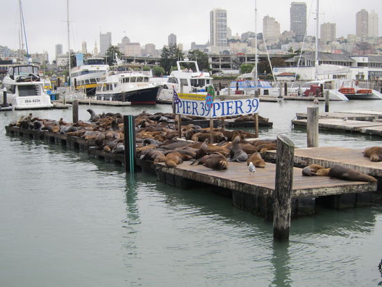 Laut und nicht gut riechend - dafür aber sehr unterhaltsam!