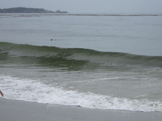 Der schwarze Punkt ist ein Otter!