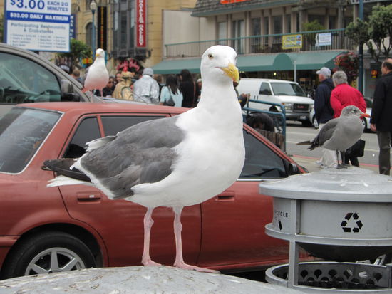 Geflügelte Verbrecher...