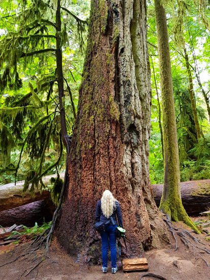 Was dieser Baum schon alles erlebt hat...?!