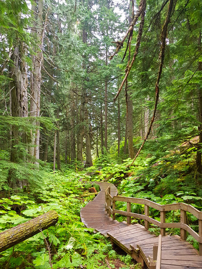 Giant Cedars Baordwalk