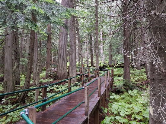 Hemlock Grove Boardwalk