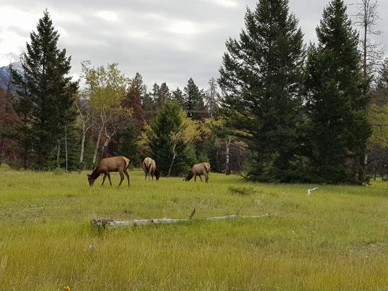 Auf dem Weg zum Maligne Lake