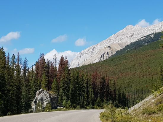 Der Borkenkäfer zerstört die Wälder....
