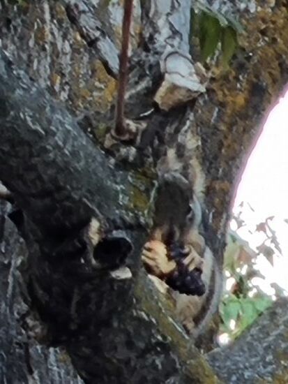 Hörnchen. Unscharf....
