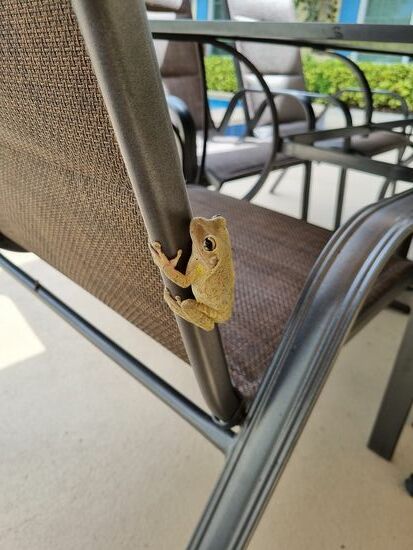 Unser kleiner Freund aus dem Briefkasten genießt jetzt auch die Zeit am Pool