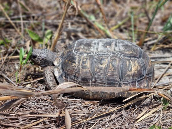 Die Schildkröten laufen frei über die Insel..