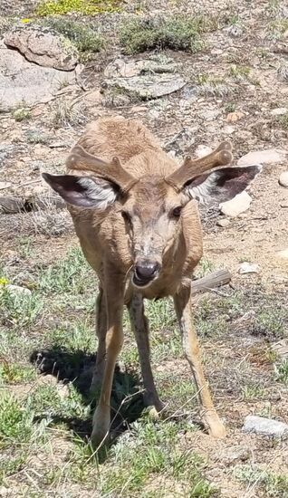 Rehe direkt am Straßenrand....
