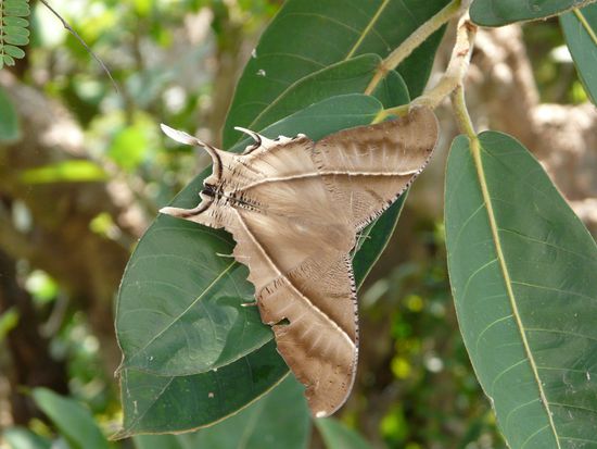 Auf dem Phousi in Luang Prabang