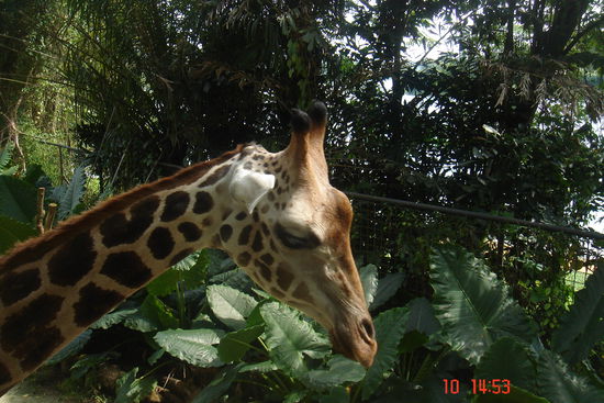 Diese Girffe haben wir gesehen, als sie gefuettert wurde.