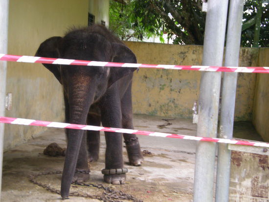 Dieser arme kleine Elefant war schon ganz meschugge.