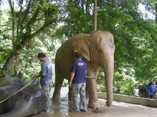 So dreckig sind die Elefanten gekommen. Die erste Show war Elefanten abwaschen. Wenn die sich nicht gleich freiwillig hingelegt haben, wurde auch schon mal ein Stock mit großen Widerhaken rausgeholt.