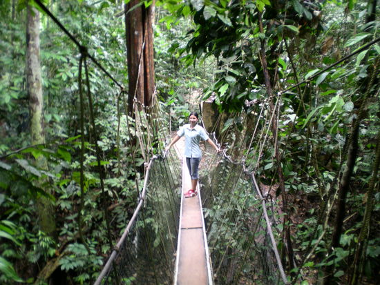 Der Canopy-Walk ist toll - wenn man keine wilden Orchideen oder Tiere erwartet. Man muss nur darauf gefasst sein, dass 400m nicht sehr lange sind. Bis man sich dran gewöhnt hat, hat man schon wieder festen Boden unter den Füssen.