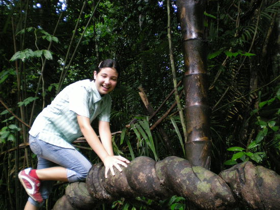 So dick können die Lianen dann werden...