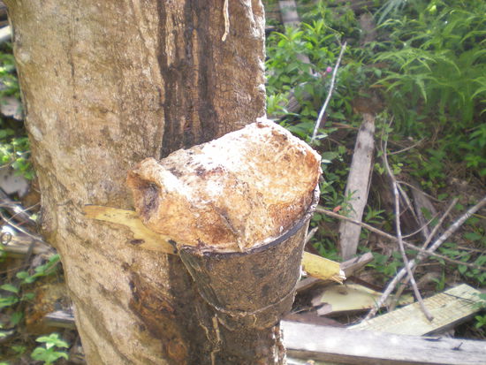 Das ist ein Gummibaum.