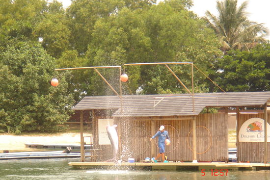 Das ist die "nicht so atemberaubende Delphinshow" auf Sentosa. Der Führer hatte uns ja gewarnt. Aber wir wollten es trotzdem sehen.
