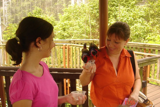 Jurong Birdpark. Hier sind wir quasi inmitten eines riesigen Vogelkäfigs. Die kleinen, bunten Vögel mit Zuckerwasser zu füttern macht echt Spaß!