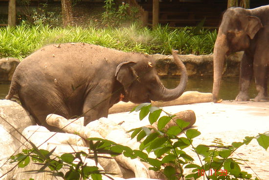 Fangen wir mal mit den Elefanten an. Auch wenn wir die bei unserer Tour erst ziemlich zum Schluß gesehen haben. Aber die sind wohl einfach zu beeindruckend. So schön haben wir sie übrigens noch nichtmal im Elefant-Sanctuary in Kuala Ghanda gesehen!