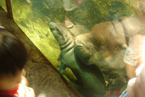 Das ist ein Pygmäen-Hippopotamus, also ein Baby-Mininilpferd. Voll süüüüß!