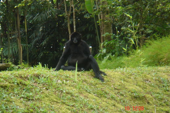 Hier sehen sie eine hübsche Affenlady.