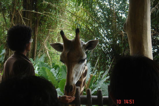 Mich hat von allem die Fütterung der Girfaffen sehr beeindruckt. Kann man sicherlich weder auf dem Bild noch in Worten erfassen. Aber ich mag Giraffen halt einfach gerne. Vielleicht, weil ich selbst so klein bin ?