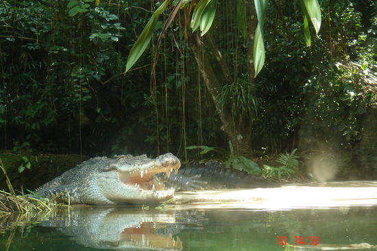 Sieht doch eigentlich ganz friedlich aus, so ein Korkodil - wenn man weit genug weg ist.