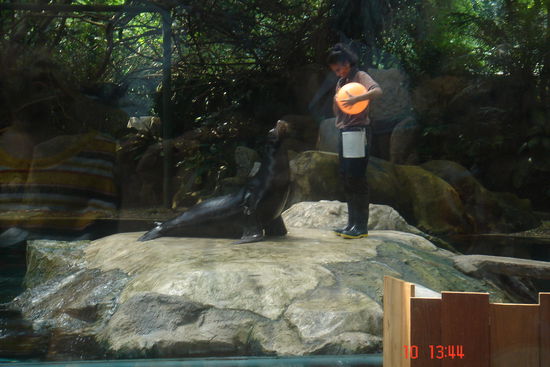 Das war bei der Seehundshow. Wer genau hinschaut sieht, dass wir hinter der Spritzwasserschutzscheibe waren.