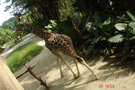 So jetzt geht die Giraffe wieder weg und ich hoffe du hast auch genug gesehen vom Singapur Zoo.