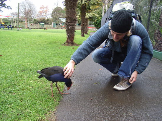 New Plymouth
Michael verwoehnt Pukeko
