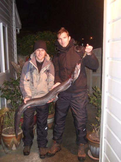 Plimmerton-
1.40m / 14kg Congeraal!!!