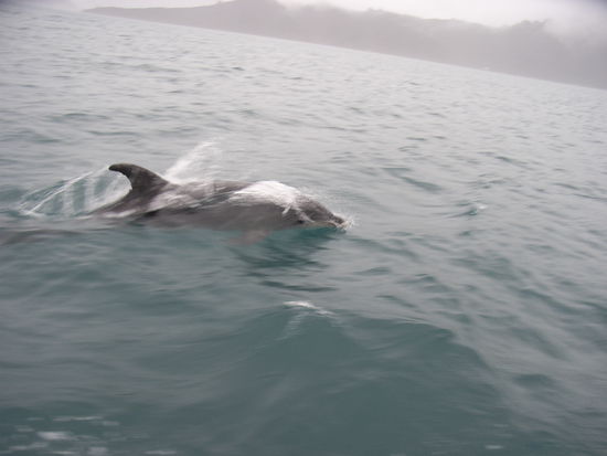 Malboroughsounds-
Delphinescorte am Wassertaxi