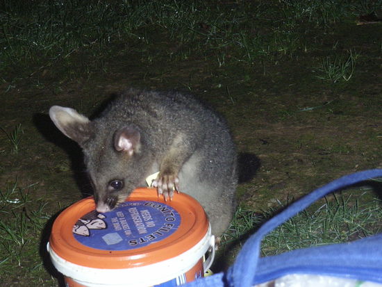 Queen Charlotte Track-
Possum am Koedereimer