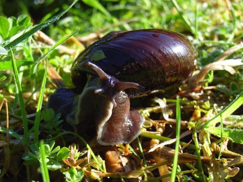 Powelliphanta land snail in voller Pracht. Diese Schnecke frisst Wuermer die sie wie Spaghetti einsaugt.