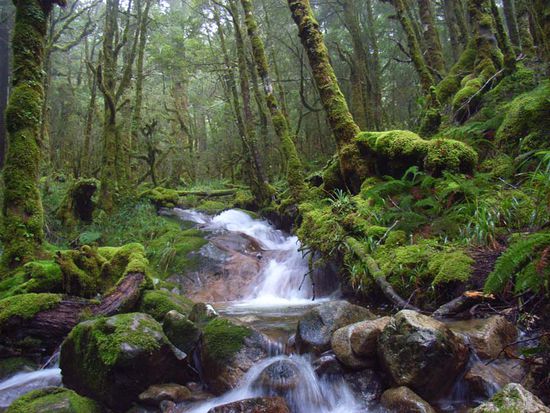 Soooo Gruen!
Wangapeka Track
