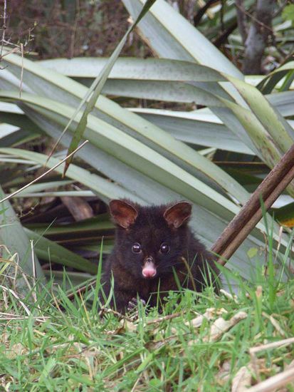 Possum am Tage- eher selten