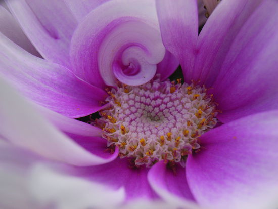 Eine meiner unzaehligen Macroaufnahmen (Botanischer Garten Christchurch)