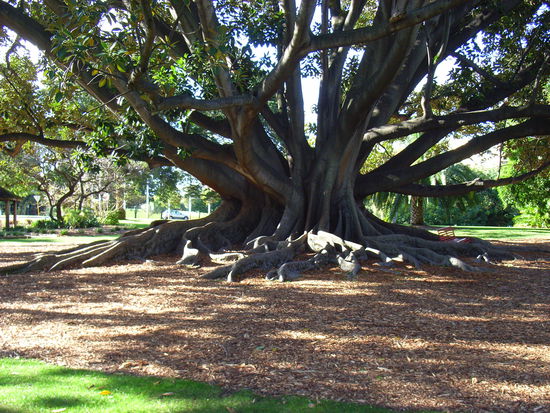 Krasse Baueme gibts hier!