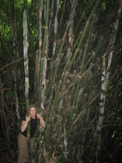 Anne im Bambus im NP