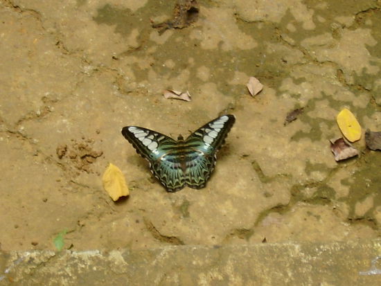 Schmetterling im Dschungel auf dem Weg zum Wasserfall