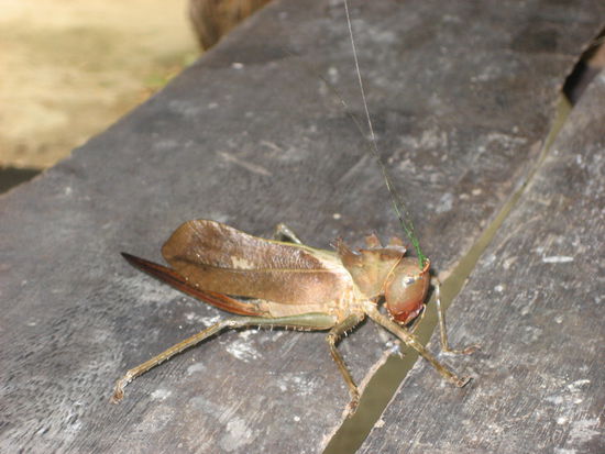 gigantische Heuschrecke