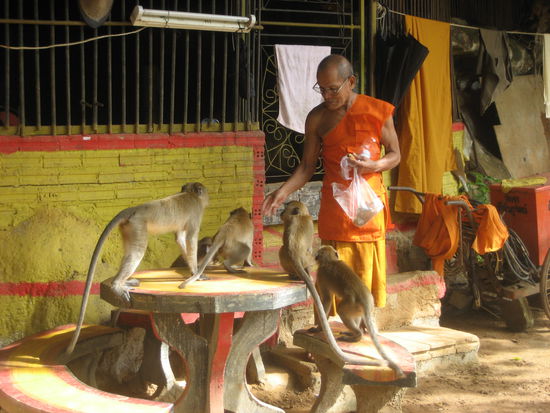 Moench mit der Affenbande